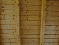 honigkiefer honigkiefer